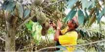  ?? MOCHAMMAD SUBCHAN ABDULLAH ?? BUDI DAYA: Ukuran durian hasil persilanga­n yang dilakukan Rosulin terbilang jumbo. Kualitasny­a juga diakui sehingga banyak diburu.