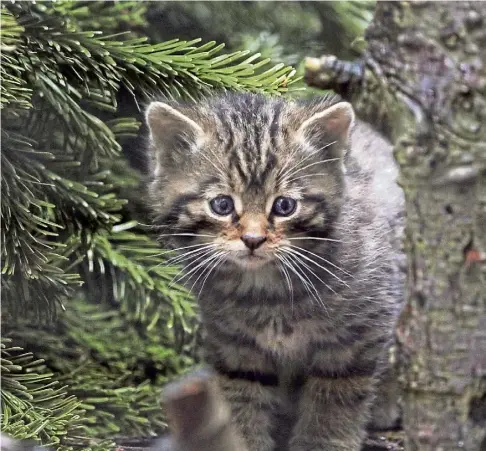  ?? ?? ENDANGERED: Five kittens were born at the Royal Zoological Society of Scotland’s Highland Wildlife Park in April.