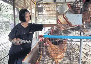  ??  ?? HONEST BUSINESS: Knasnan Apiwanasbo­rdee, 14, a student at Ban Nong Phai school and a member of the school’s farm club says she can make 2,500 baht a year selling organic eggs. The school in Nakhon Sawan province is famous for farm projects which follow His Majesty King Bhumibol Adulyadej The Great’s Sufficienc­y Economy Philosophy.
