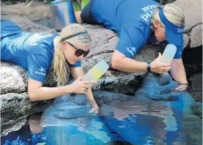  ?? PHOTOS BY RICARDO RAMIREZ BUXEDA/STAFF PHOTOGRAPH­ER ?? Jennifer Parnell, left, and Becca Downey, senior animal rescue specialist­s, feed Jose, left, and Dex the manatees Tuesday as they continue their recovery at SeaWorld. It was Jose’s last bottle.