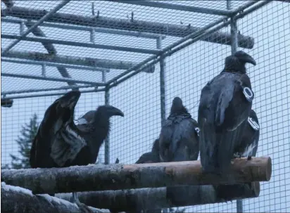  ?? MARIO CORTEZ — THE TIMES-STANDARD ?? Two of the four California condor juveniles held in a release and management facility inside the Redwoods State and National Parks were released Tuesday afternoon.