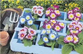  ?? Pictures: GETTY ?? PRIM AND PROPER: Primroses are a good choice for early planting