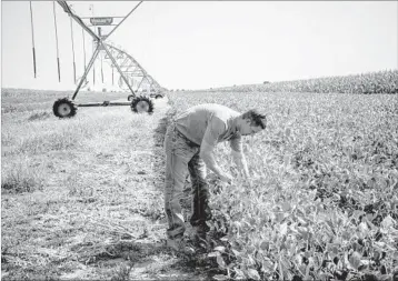  ?? ANDREA MORALES/FOR THE WASHINGTON POST ?? Brad Rose looks at rows of soybean plants that show signs of having been affected by the herbicide dicamba.