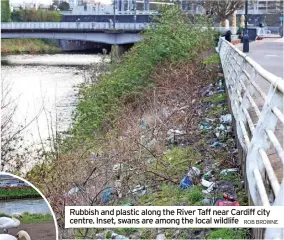  ?? ROB BROWNE ?? Rubbish and plastic along the River Taff near Cardiff city centre. Inset, swans are among the local wildlife