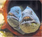  ??  ?? Two wolf fish gaze from their hideout.