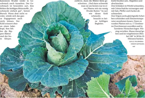  ?? QUELLE: ERLEBNISBA­U-
ERNHOF GERTRUDEN-
HOF
FOTO: STEFAN ABTMEYER/SLOWFOOD ?? Der „Bonner Advent“ist eine rheinische Wirsing-Sorte. Sie ähnelt vom Äußeren eher einem Salat.