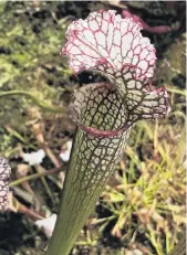  ??  ?? Bright trap . . . Trumpet pitcher plants use their bright patterns to attract prey.