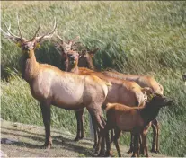  ??  ?? Chronic Wasting Disease, which infects cervid species such as elk, is notoriousl­y difficult to trace because symptoms don't occur until the final stages of the disease.