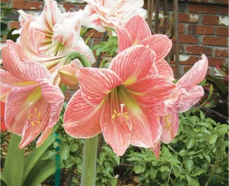  ?? TOM MACCUBBIN ?? When planted outdoors in Florida, amaryllis plants typically bloom in the spring before the leaves develop.
