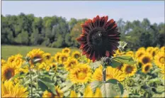  ??  ?? Jen Wilson took this photo of Big Red when it first bloomed. When she returned to its location in the sunflower maze on Sept. 17 to take photos of secondary blooms, she discovered someone had stolen it.