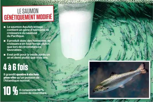  ??  ?? Le saumon génétiquem­ent modifié de la compagnie AquaBounty se développe dans d’immenses cuves et arrive à maturité pour la vente deux fois plus rapidement que le saumon normal (en mortaise). On ne sait cependant pas où il est distribué. PHOTOS ARCHIVES