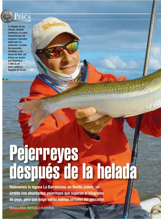  ??  ?? La llegada de las últimas heladas continuas a la zona favoreció que los esquivos y grandes pejerreyes se activaran. La clave fue buscarlos anclados y con líneas de flote. Así dimos con portes que llegaron a 1,400 kg de peso, como se muestra en la foto.