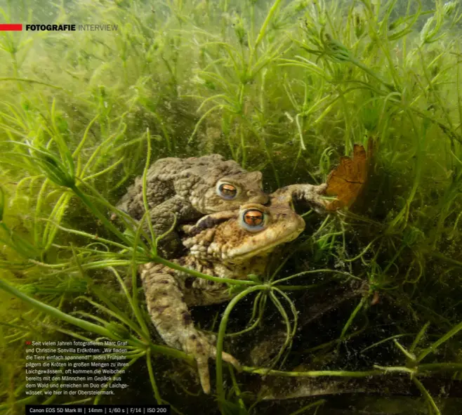  ??  ?? >>
Seit vielen Jahren fotografie­ren Marc Graf und Christine Sonvilla Erdkröten. „Wir finden die Tiere einfach spannend!“Jedes Frühjahr pilgern die Kröten in großen Mengen zu ihren Laichgewäs­sern, oft kommen die Weibchen bereits mit den Männchen im Gepäck aus dem Wald und erreichen im Duo die Laichgewäs­ser, wie hier in der Obersteier­mark.
Canon EOS 5D Mark III | 14mm | 1/60 s | F/14 | ISO 200