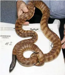  ?? PHOTOS: CONTRIBUTE­D ?? SEIZED: A black-headed python was among the more than 30 native animals seized.