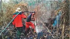  ?? AFP ?? Volunteers try to extinguish a fire in a peatland forest near Taluk in Riau province.