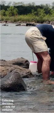  ??  ?? Collecting Ancistrus — note the container.