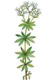  ?? Zeichnung: Paul Walde ?? Eine kleine Pflanze mit großer Heilkraft: der Waldmeiste­r.