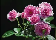  ?? Marie D. De Jesús / Staff photograph­er ?? A cluster of floribunda roses blooms in Houston Rose Society rosarian Mary Fulgham’s garden.