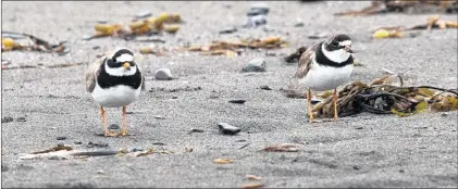  ?? BRUCE MACTAVISH PHOTO ?? The rare ringed plover (left) blends in well among its widespread cousin, the semipalmat­ed plover, on the beach at Biscay Bay. The extra-wide breast band gives away its identity.