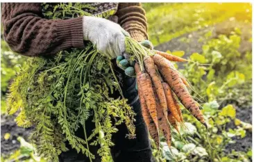  ?? Viktor Iden / Adobestock ?? La parcelle mise à dispositio­n par la Ville permettra le production de légumes classiques : courgettes, carottes, tomates, radis, choux...