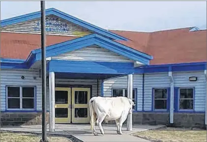  ?? CAPE ST. FRANCIS ELEMENTARY VIA CP ?? A cow wanders near Cape St. Francis Elementary in Pouch Cove Wednesday.