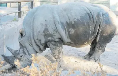  ??  ?? Irreversib­le. Pese a los esfuerzos, no pudieron salvar la vida de la rinoceront­a Ruth en el ex Zoo.