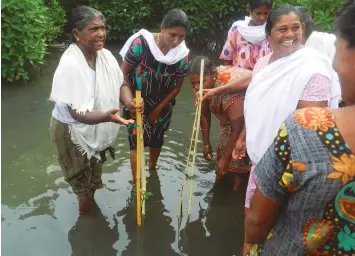  ??  ?? Mangrove plantation drive at the Ashtamudi lake. Over 900 hectares of mangrove forests have already been lost andthis has destabilis­ed the shore line