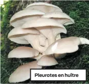  ??  ?? Pleurotes en huître