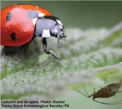  ?? ?? Ladybird and an aphid. Photo: Rachel Travis/Royal Entomologi­cal Society/PA