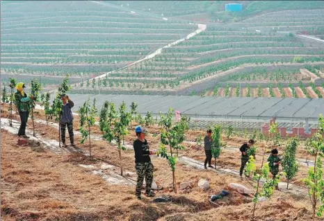  ?? YANG SHIYAO / XINHUA ?? Workers tend to pear trees on a terrace at an eco-industrial park in Luanxian, Hebei province.