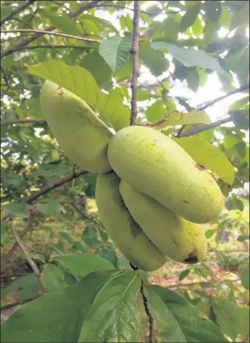  ?? PHILIP POTEMPA/POST-TRIBUNE ?? Pawpaw fruit grows in clusters on the branches of trees, but should only be harvested once the ripened fruit has fallen to the ground.