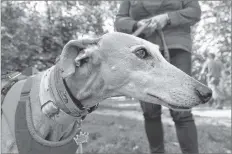  ?? SARA ERICSSON ?? Juanita LeBlanc attended the Paws on Pawrade ElderDog dog walk Sept. 29 at Miners Marsh in Kentville with her rescued Spanish galgo, Celina. “These dogs deserve loving homes, too,” she said.