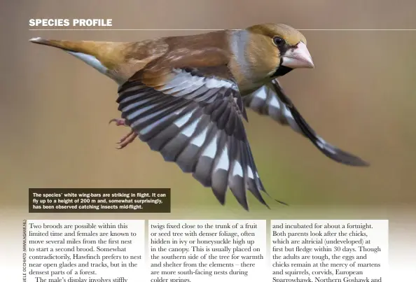  ??  ?? The species’ white wing-bars are striking in flight. It can fly up to a height of 200 m and, somewhat surprising­ly, has been observed catching insects mid-flight.