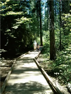  ??  ?? Find your path: Calaveras Big Trees State Park, left, has an easy trail. Above, the Sempervire­ns Falls is near the Sequoia Trail in Big Basin Redwoods State Park. Right, another view of the Big Trees trail.