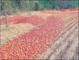  ?? MANOJ DHAKA/HT ?? Tomatoes dumped in fields by farmers protesting against a lack of n fair prices in the market at Bhiwani.