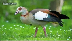  ??  ?? Egyptian Goose