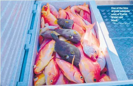  ?? Photo / Mike Bhana ?? One of the bins of pink maomao seen at Tairua Wharf last week.