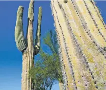  ?? ELLIE WILLARD/CRONKITE NEWS ?? Two sunburned cactuses last month in Fountain Hills, Ariz.