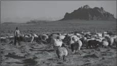 ?? BRIAN VAN DER BRUG/LOS ANGELES TIMES FILE PHOTOGRAPH ?? A herd of Navajo-Churro sheep graze in the Four Corners region near Two Grey Hills, N.M., in November 2018. The Navajo Nation has been hit hard by the COVID-19 pandemic.