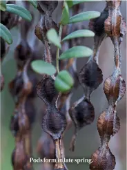  ??  ?? Pods form in late spring.