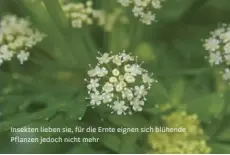  ??  ?? Insekten lieben sie, für die Ernte eignen sich blühende Pflanzen jedoch nicht mehr