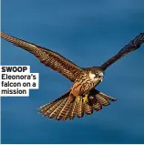  ?? ?? SWOOP Eleonora’s falcon on a mission
