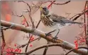  ?? ROGER BEARDMORE/Special to The Daily Courier ?? This fieldfare, spotted in Salmon Arm, is drawing the attention of birders because it’s only the second one ever seen in B.C.