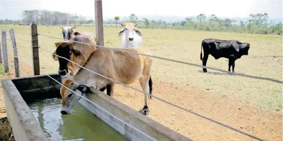  ?? /CUARTOSCUR­O ?? Afecta seriamente al sector ganadero el decreto para la renovación de las concesione­s de agua.