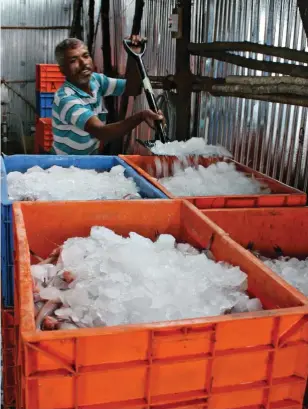  ??  ?? ⇨ Crushed ice being forced into the crate full of fish.