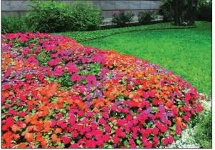  ?? Special to the Democrat-Gazette/JANET B. CARSON ?? Sunpatiens tolerate more direct sun than regular impatiens can, but they don’t require more watering.