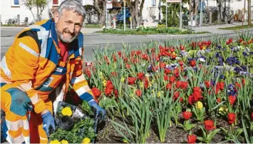  ?? Foto: Franz Issing ?? Rundbeete an den Kreisverke­hren in Bad Wörishofen: Andreas Honner pflanzt Stiefmütte­rchen.