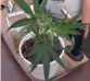  ?? — AFP ?? A marijuana plant at the first annual DOPE Cup, a cannabis competitio­n, in Portland, Oregon.