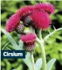  ??  ?? Cirsium