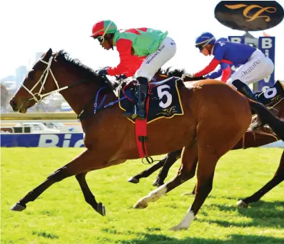  ?? Picture: JC Photograph­ics ?? TALENTED. Invidia has been off since July, a period in which he was gelded and had to fight off billary, but he still looks the class horse in Race 6 at the Vaal tomorrow.